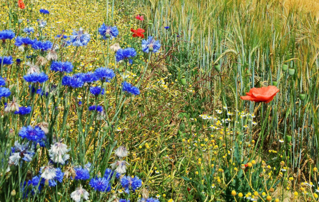 regenerative agriculture