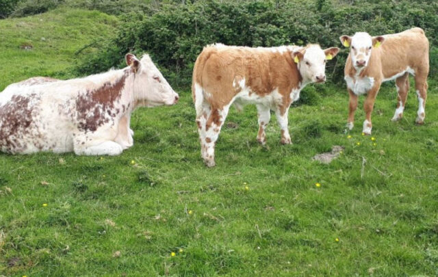Crossbreed cattle twins