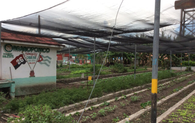 Cuban organic agriculture farm