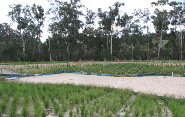 Wetland restoration in Australia