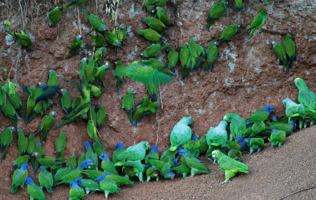 Parrots in Yasuni National Park