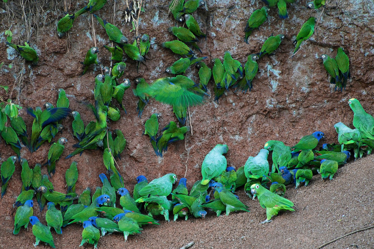 Parrots in Yasuni National Park