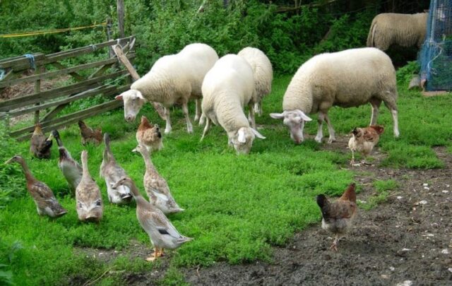 Animals on an organic farm in Germany