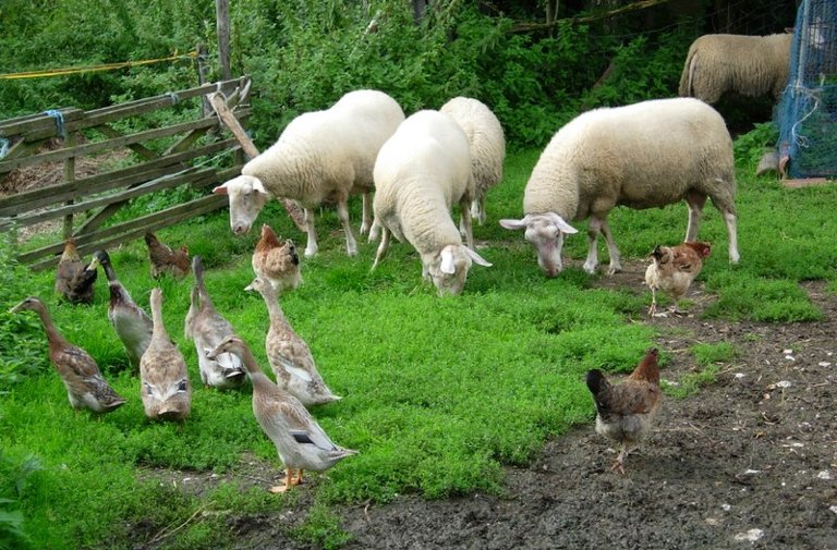 Animals on an organic farm in Germany