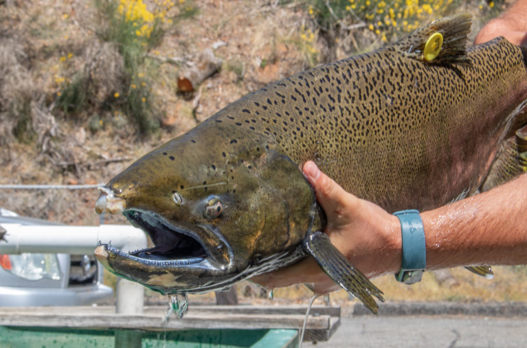 Winter-run Chinook