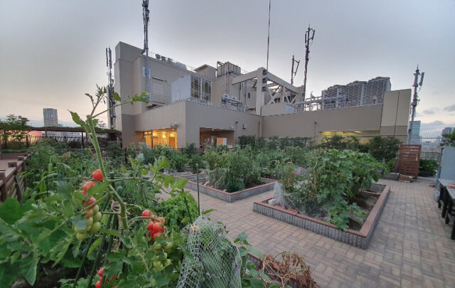 community rooftop garden near Tokyo