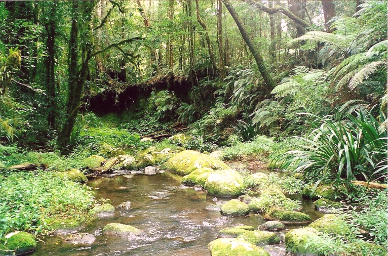 Brindle Creek in Border Ranges National Park