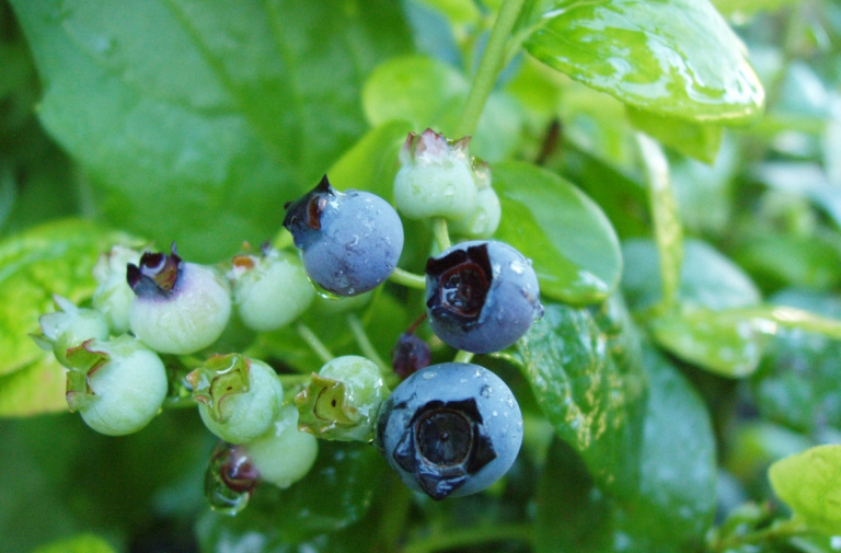 maturing blueberry bush