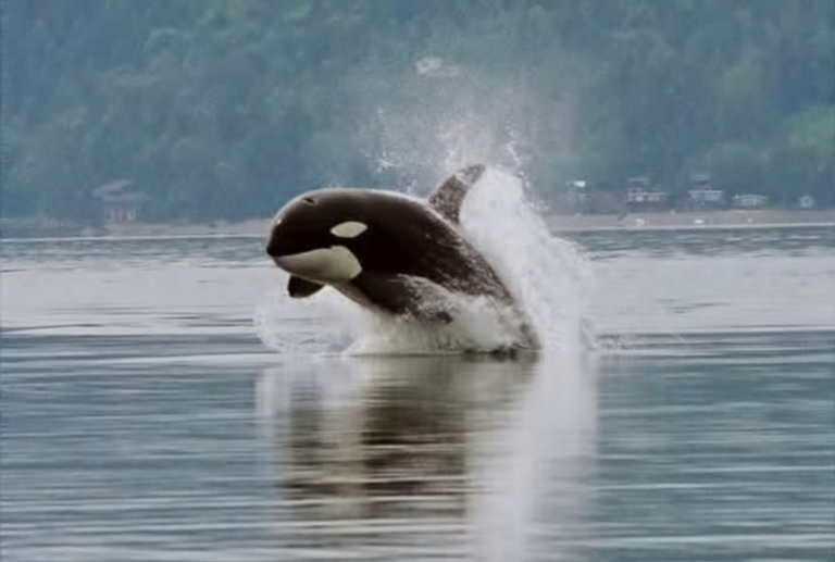 Orca single breaching