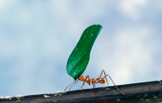 Leaf-cutter ant