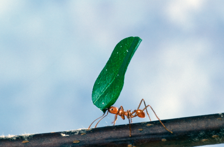 Leaf-cutter ant