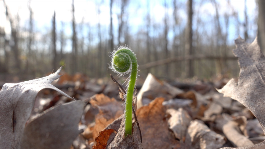 Fiddlehead leaves
