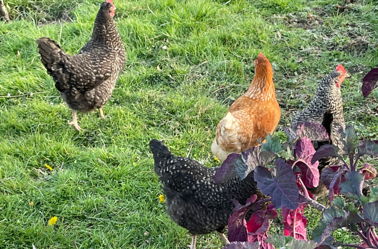 chickens in crops