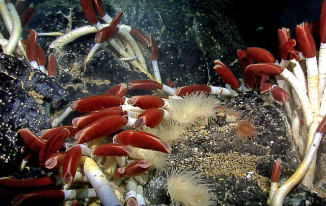 Deep sea giant tube worms