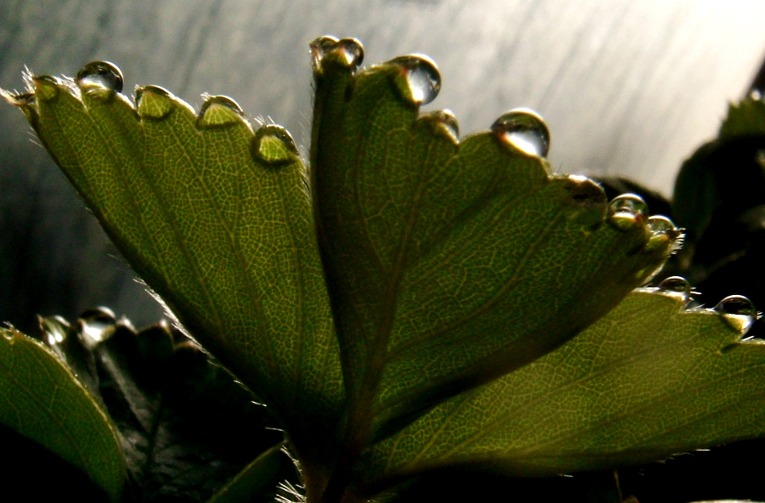 Morning dew on my strawberries