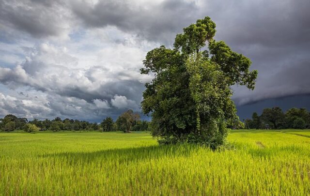 Leafy tree in the green paddy fields of Don Det (Laos), under a heavy cloudy sky in August 2017 during the monsoon.