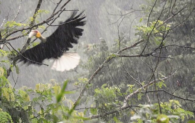 A wreathed hornbill male flying in the rain in the early morning at its roost site in July in Darlong village near Pakke Tiiger Reserve, India.