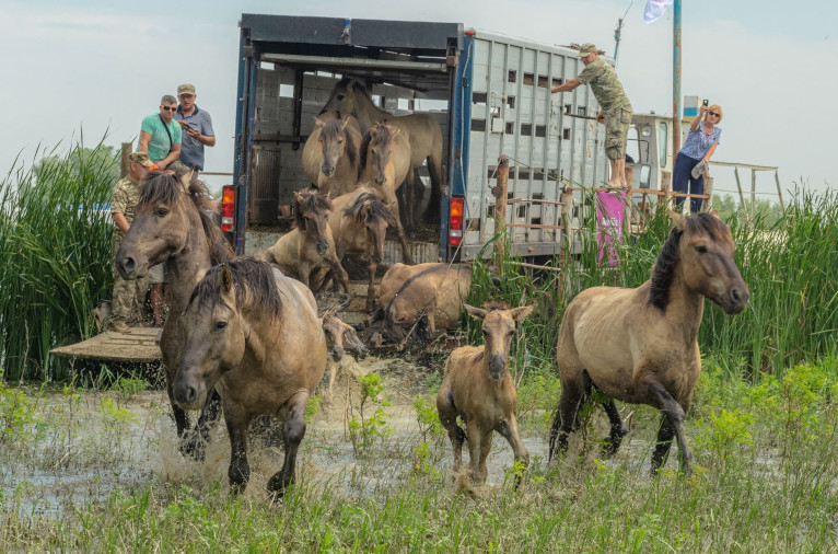 Konik horses