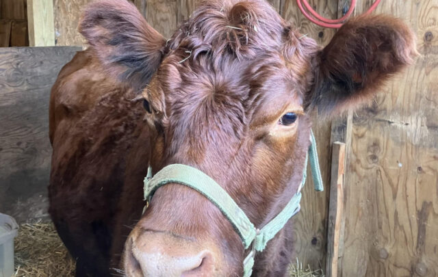 Noelle the dairy cow