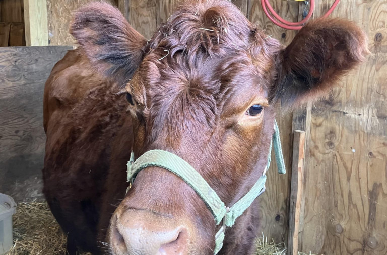 Noelle the dairy cow