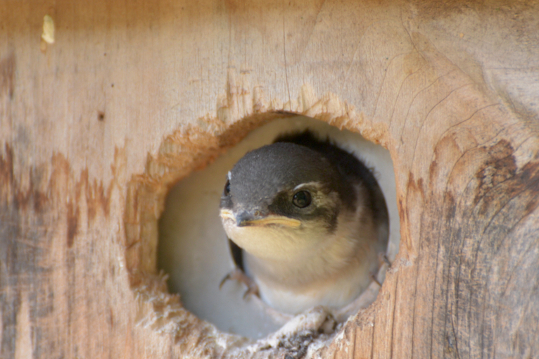 baby swallow