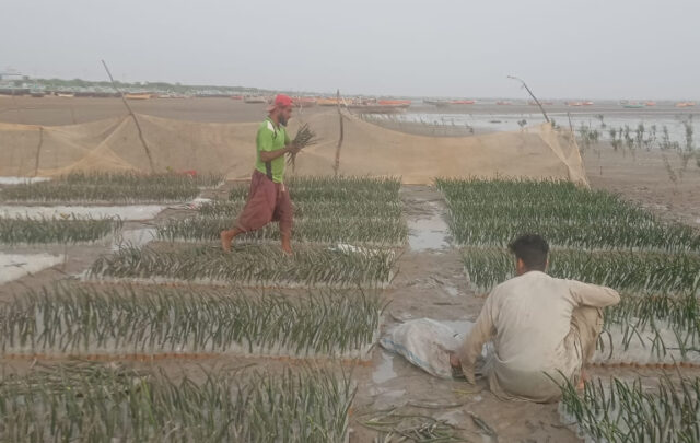 Workers plantng mangrove seeds