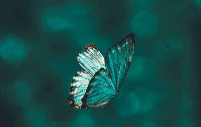 butterfly