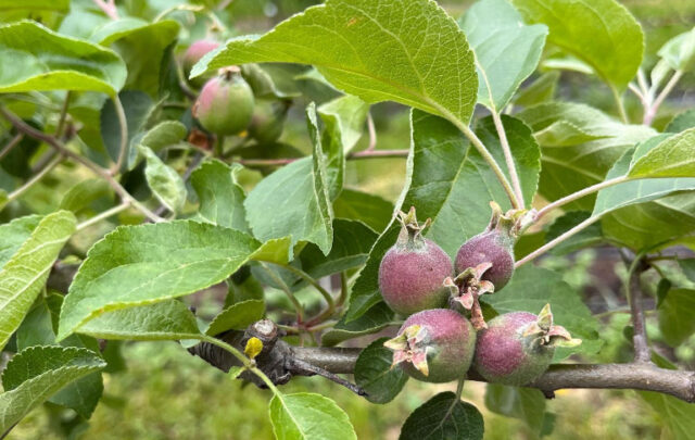 Philadelphia Orchard project fruit tree