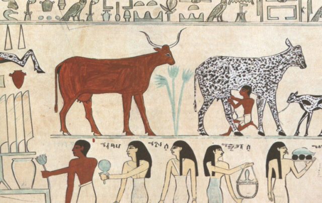 Milking cows in ancient Egypts
