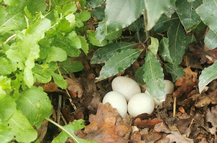 Duck eggs in spring