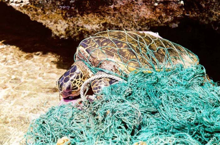 Turtle entangled in net