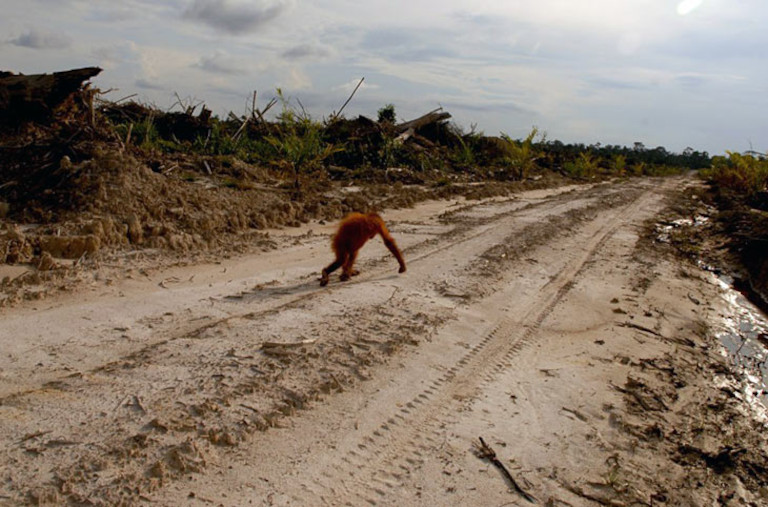 Orangutan crossing palm oil plantation