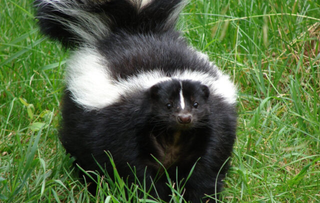 skunk