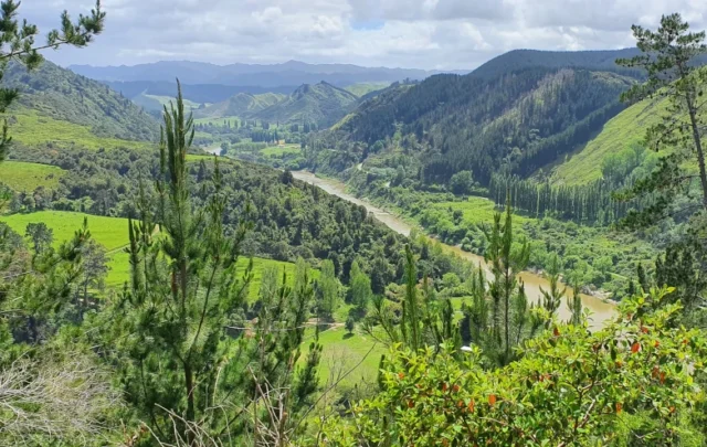 The Whanganui River in Aotearoa New Zealand.
