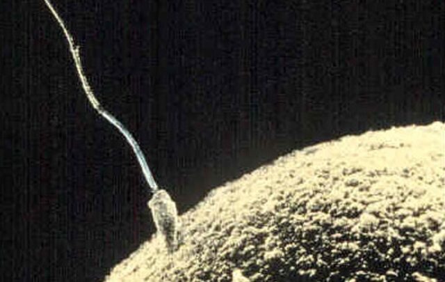 A sperm cell fertilizing an egg cell