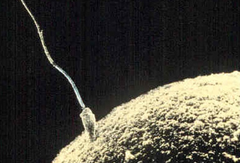 A sperm cell fertilizing an egg cell