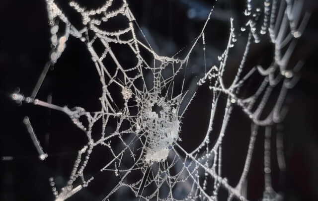 spiderweb