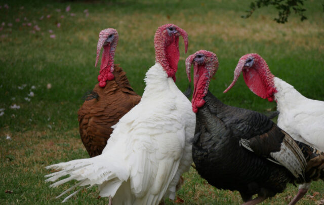 Squabbling turkeys