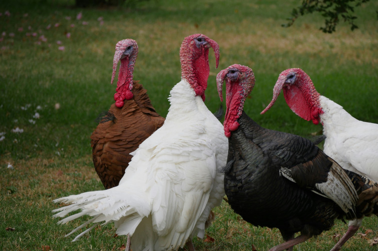 Squabbling turkeys