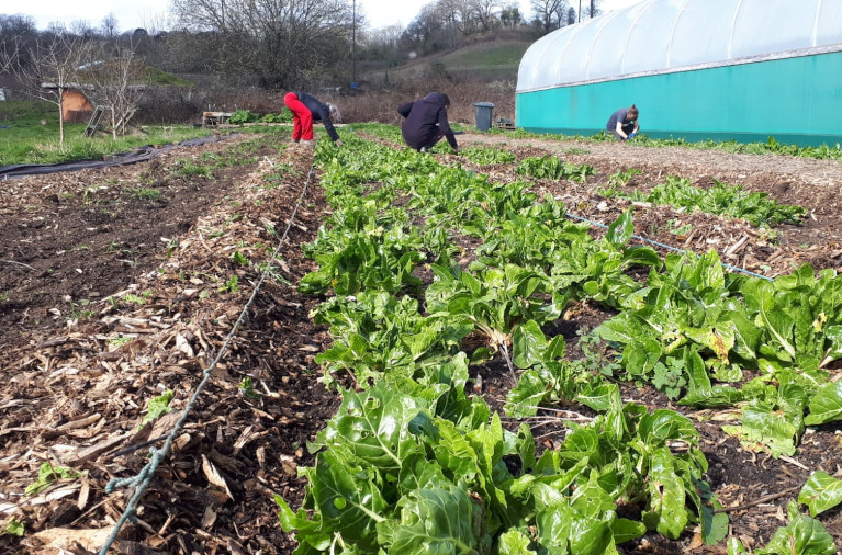 Community food growing