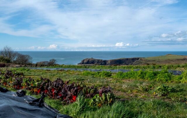 Veggies that grow facing the ocean, on the Pembrokeshire Welsh coast © Adèle Violette