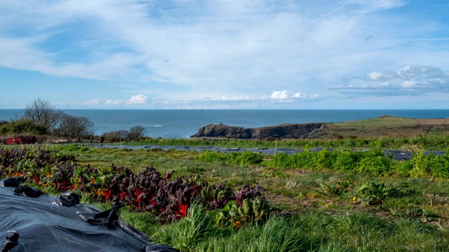 Veggies that grow facing the ocean, on the Pembrokeshire Welsh coast © Adèle Violette