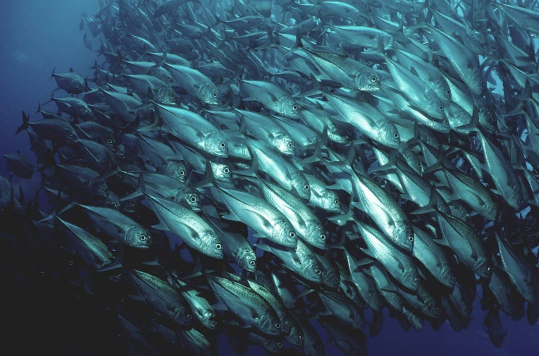 herring shoals