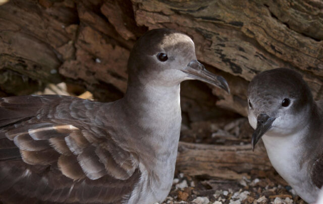 Tromelin Island seabirds