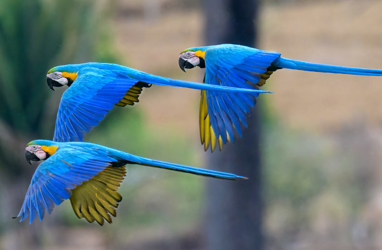 Macaws flying over the Mato Grosso