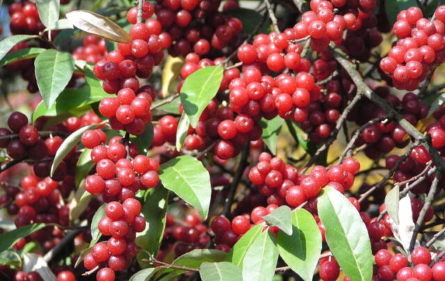 Autumn olive