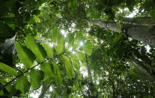 Costa Rica rainforest by Rhett A. Butler