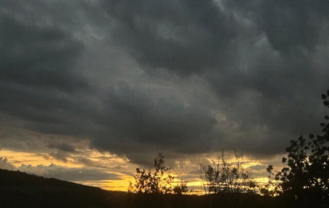 The Secret Life of Cows: Review - resilience