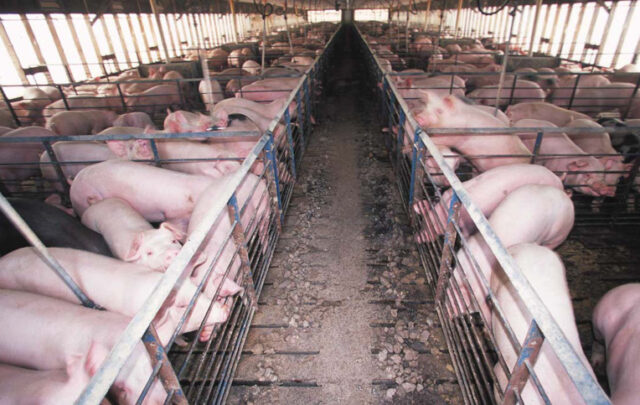 Swine CAFO