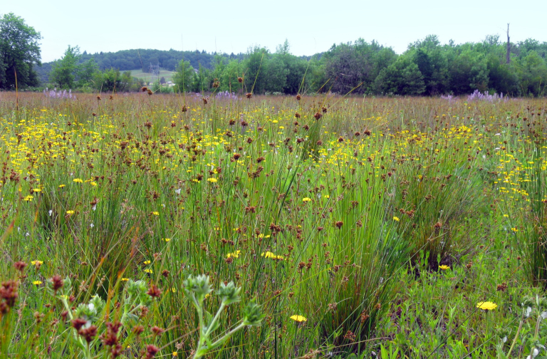 Restored prairie